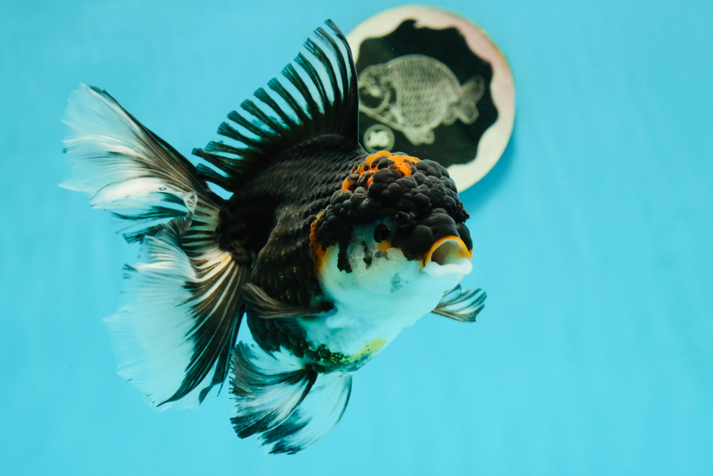 A Grade Tricolor Oranda Female 6 inches #111524OR_14