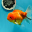 AAA Grade Young Godzilla Oranda Female 5-5.5 inches #0510OR_17