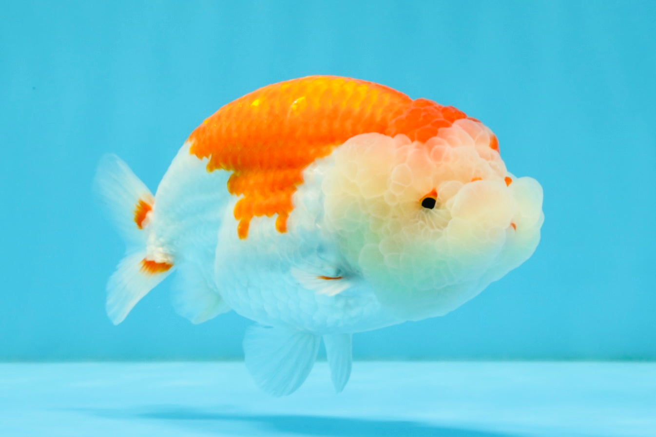 ADORABLE A Grade Red White LionKing 5 inches #032726LC_23