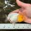 White LionChu Female 4 inches #050126LC_22