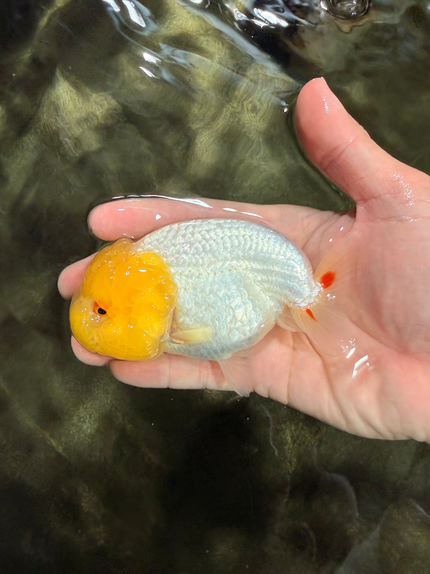 ADORABLE A Grade Red White LionQueen Female 4-4.5 inches #042426LC_21