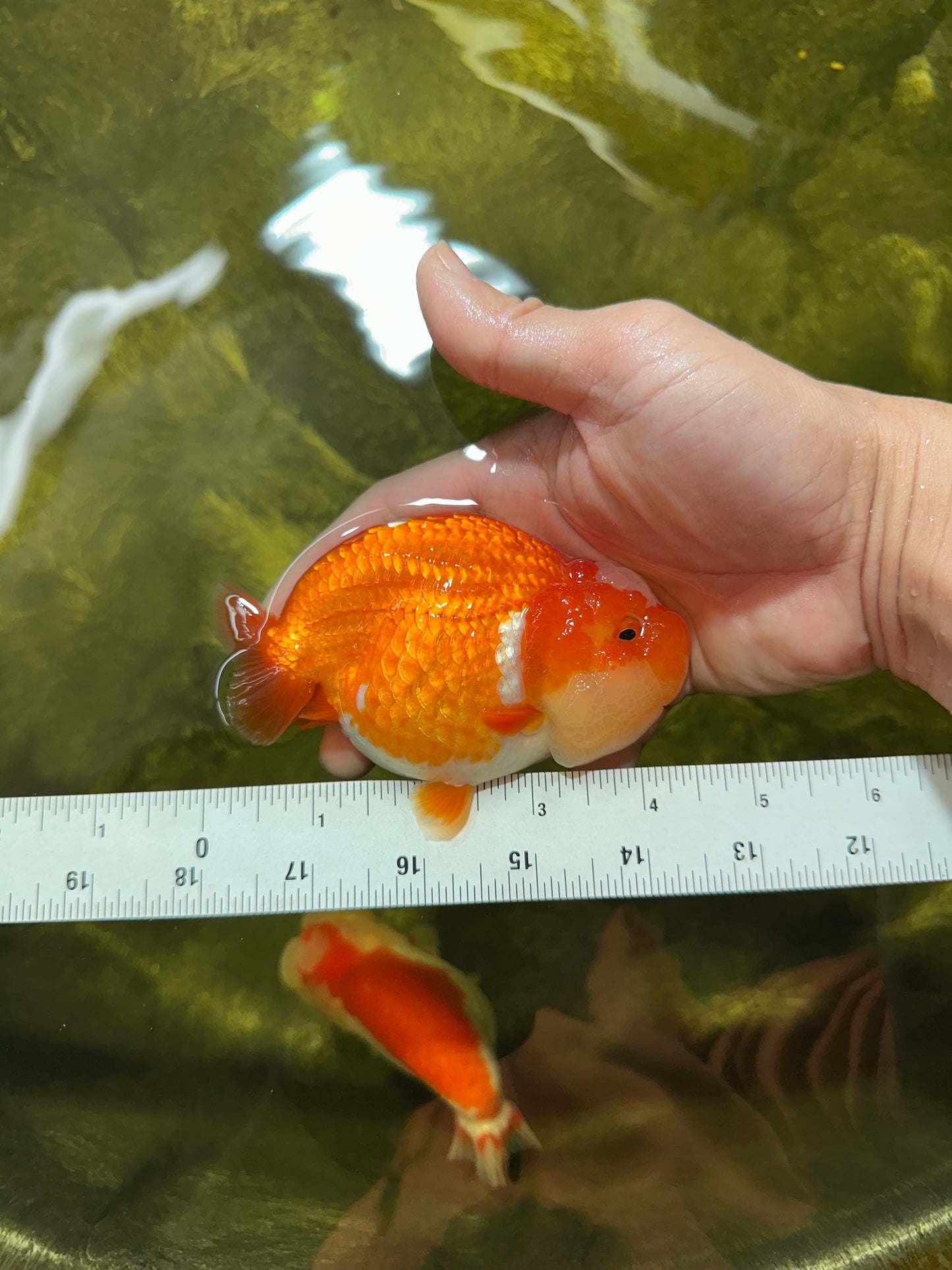 BIG WEN AAA Grade Egg-Shaped Red White LionQueen 4-4.5 inches #041825LC_01