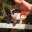 A Grade Red White Oranda Male 5-5.5 inches #051526OR_03