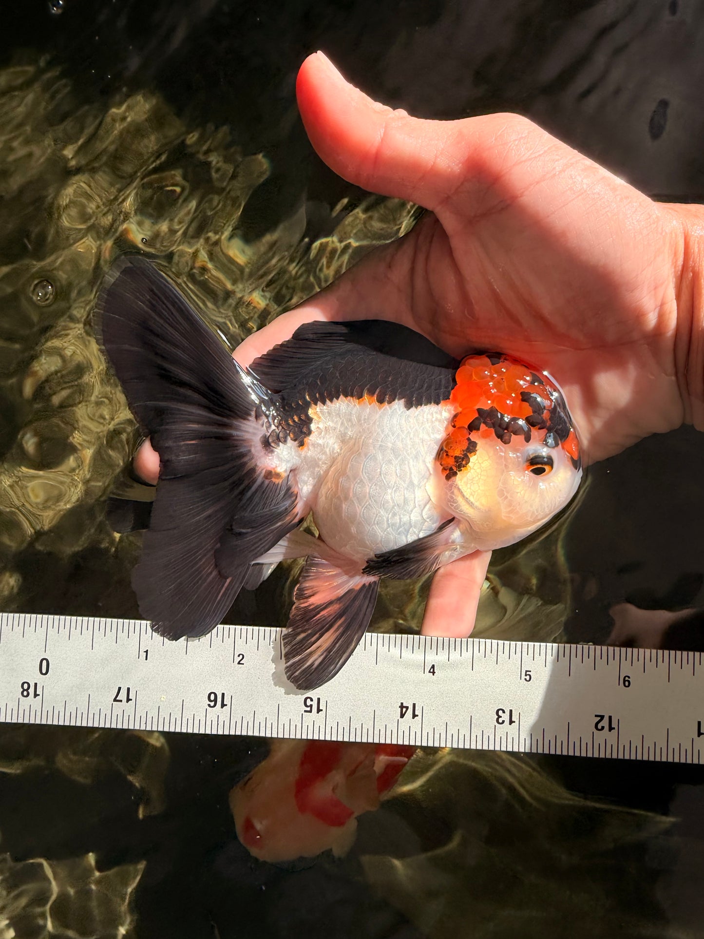 A Grade Red White Oranda Male 5-5.5 inches #051526OR_03