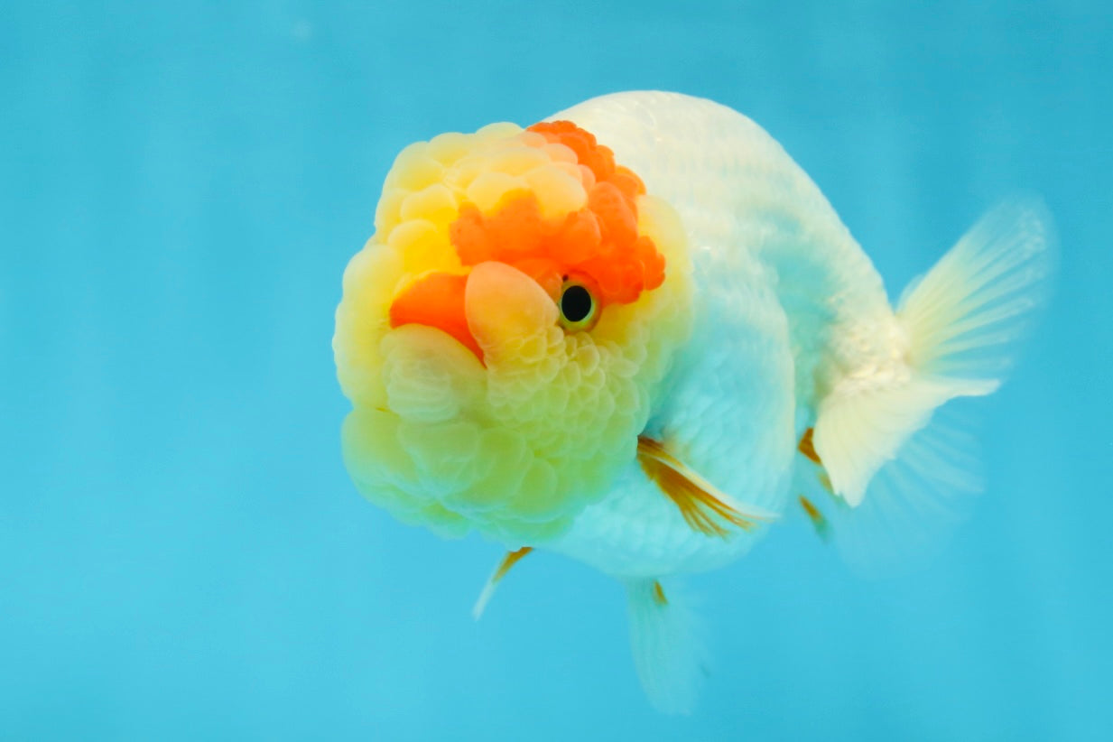 UNIQUE A Grade Red White LionQueen 4.5 inches #050225LC_18