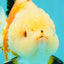 A Grade Tricolor Yuanbao Female 5-5.5 inches #061926YB_31