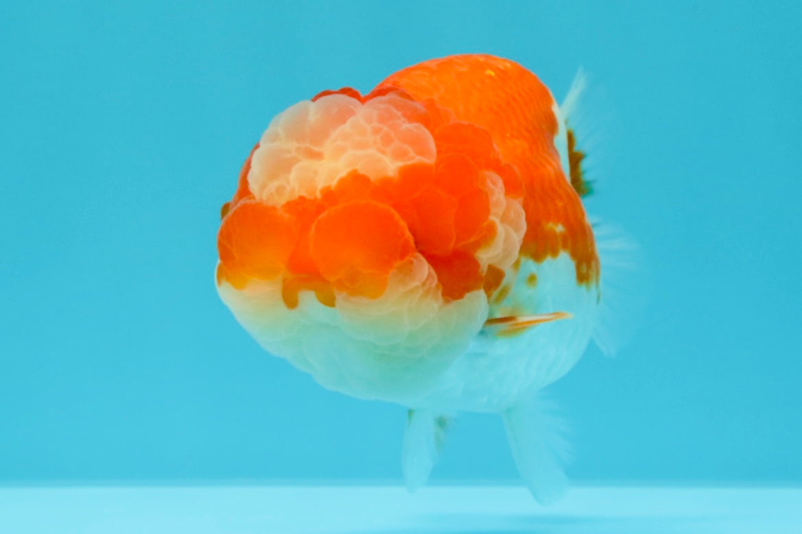 UNIQUE A Grade Jade Head Red White LionQueen 4 inches #030626LC_05