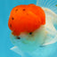 A Grade Red Cap Oranda Male 5.5 inches #062725OR_21