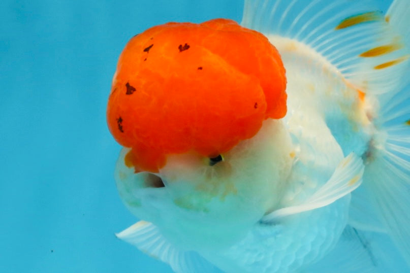 A Grade Red Cap Oranda Male 5.5 inches #062725OR_21
