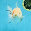 LOVELY A Grade Sakura Oranda Female 5.5 inches #102425OR_23