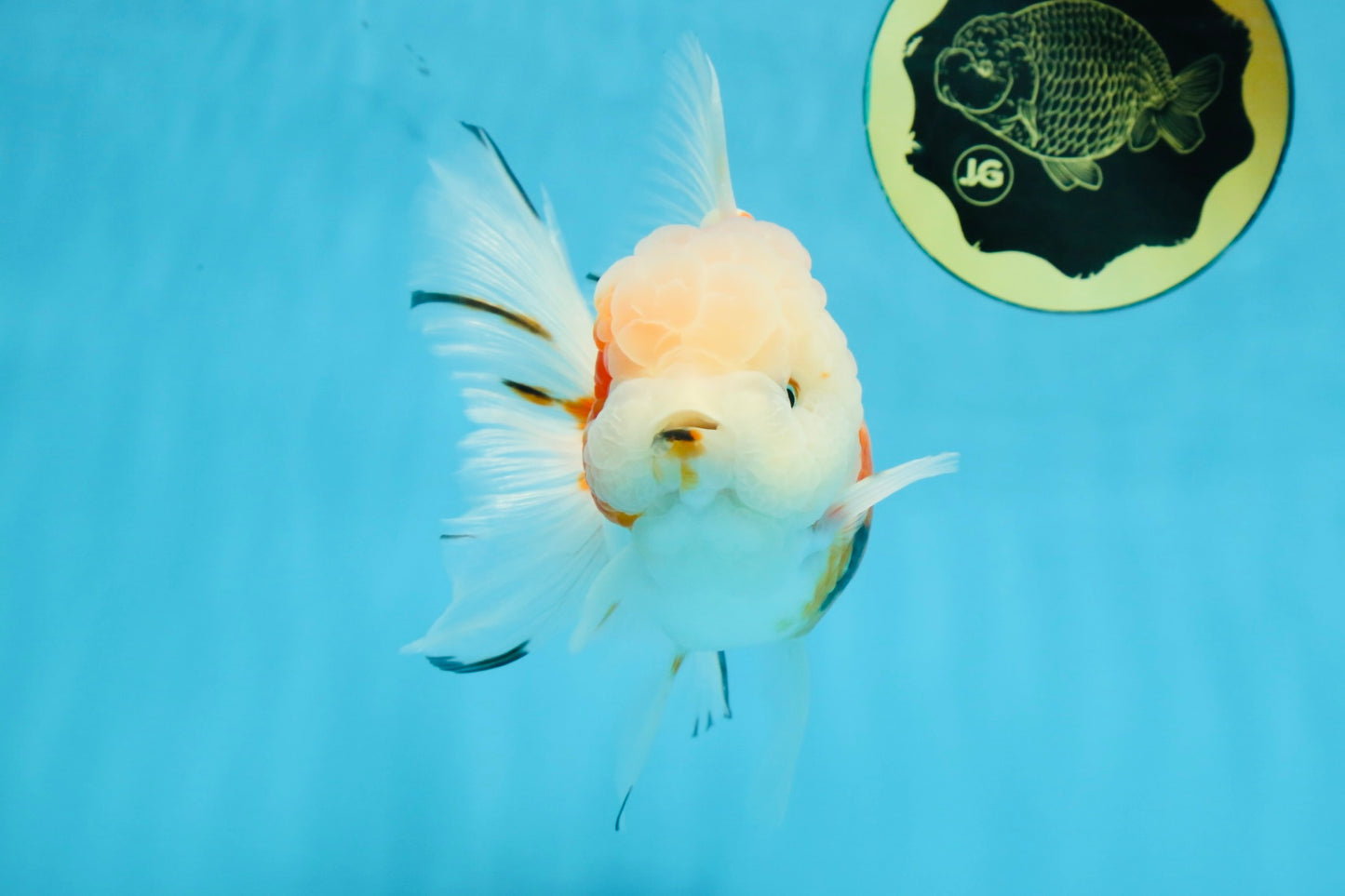 LOVELY A Grade Sakura Oranda Female 5.5 inches #102425OR_23