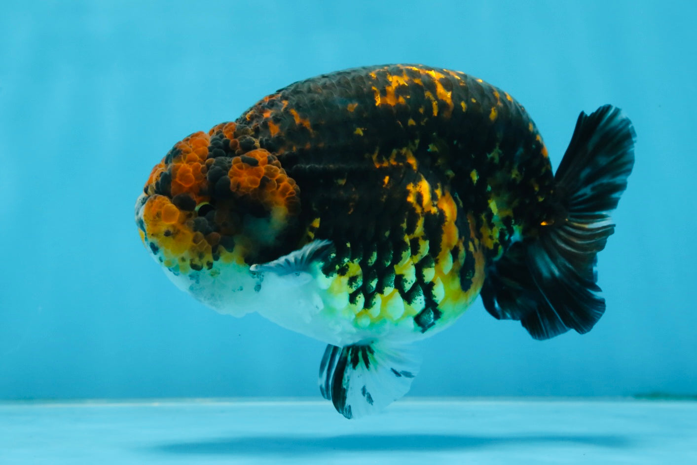 AAA Grade Tiger LionKing 5 inches #070425LC_09