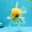 AAA Grade Godzilla White Tiger Oranda Male 6.5 inches #022726OR_10