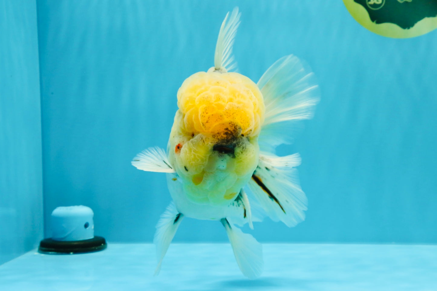 AAA Grade Godzilla White Tiger Oranda Male 6.5 inches #022726OR_10