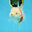 LOVELY A Grade Sakura Oranda Female 5.5 inches #102425OR_23