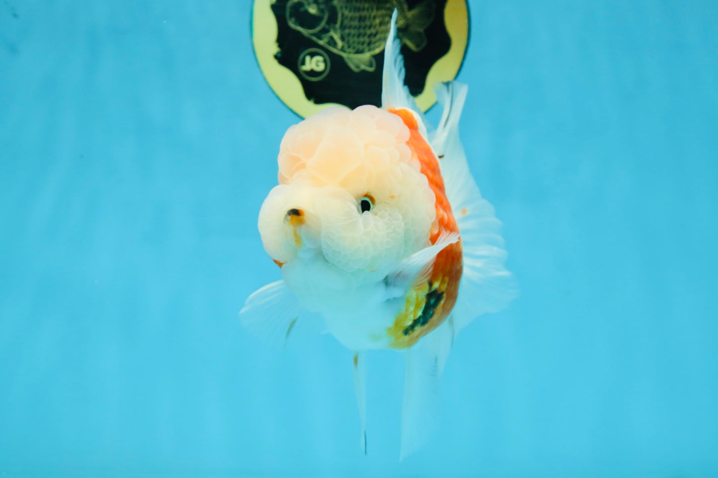 LOVELY A Grade Sakura Oranda Female 5.5 inches #102425OR_23