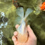 BEAUTY A Grade White Sakura Oranda Male 5.5 inches #050126OR_09
