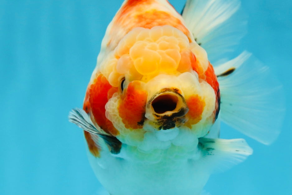 AAA Grade Big Body Godzilla Sakura Button Eyes Yuanbao Female 5-5.5 inches #051625YB_14