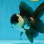 A Grade Panda Oranda Male 5 inches #050225OR_09