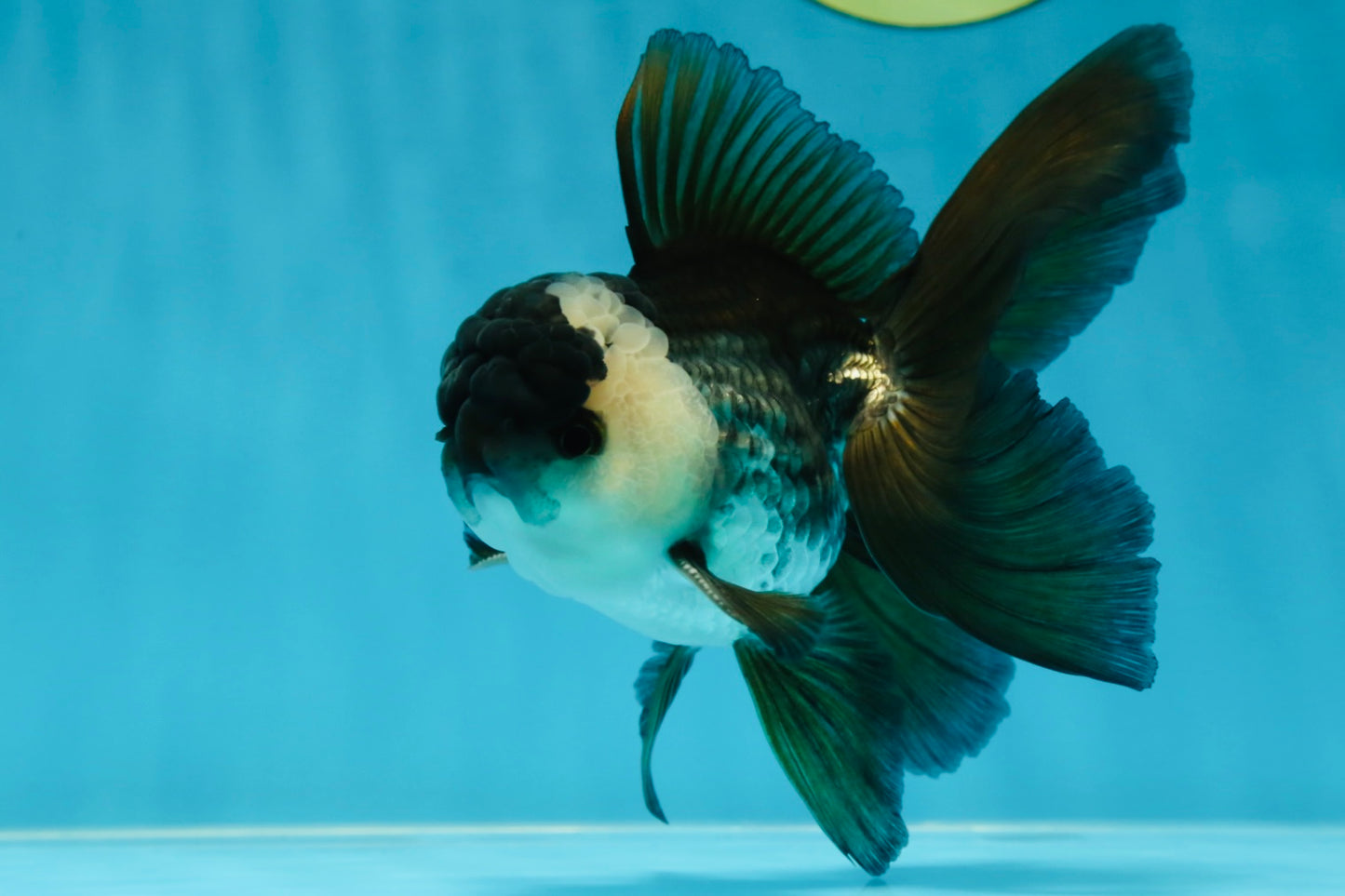 A Grade Panda Oranda Male 5 inches #050225OR_09