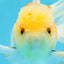 A Grade Cloudy White Oranda Male 5-5.5 inches #071125OR_12