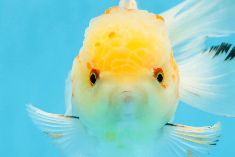 A Grade Cloudy White Oranda Male 5-5.5 inches #071125OR_12