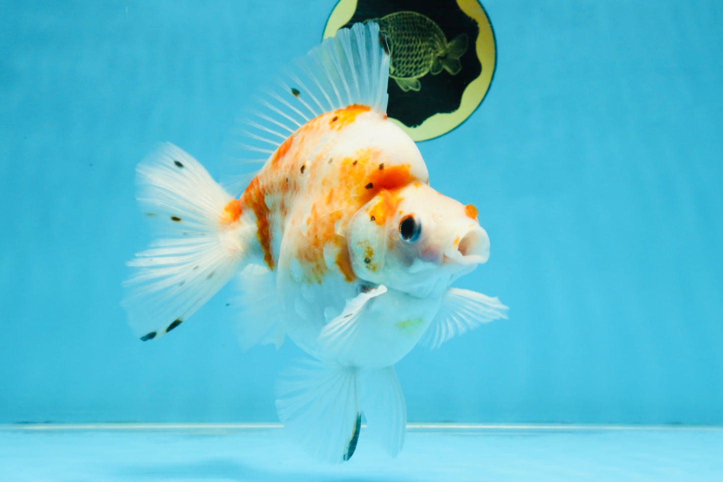 AAA Grade Indonesia Sakura Ryukin Male 6-6.5 inches #111425RK_12