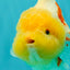 CHUBBY AAA Grade Red White Yuanbao Female 5-5.5 inches #061926YB_32