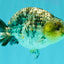 AAA Grade Special White Tiger Ranchu Male 4.5 inches #062626RC_07