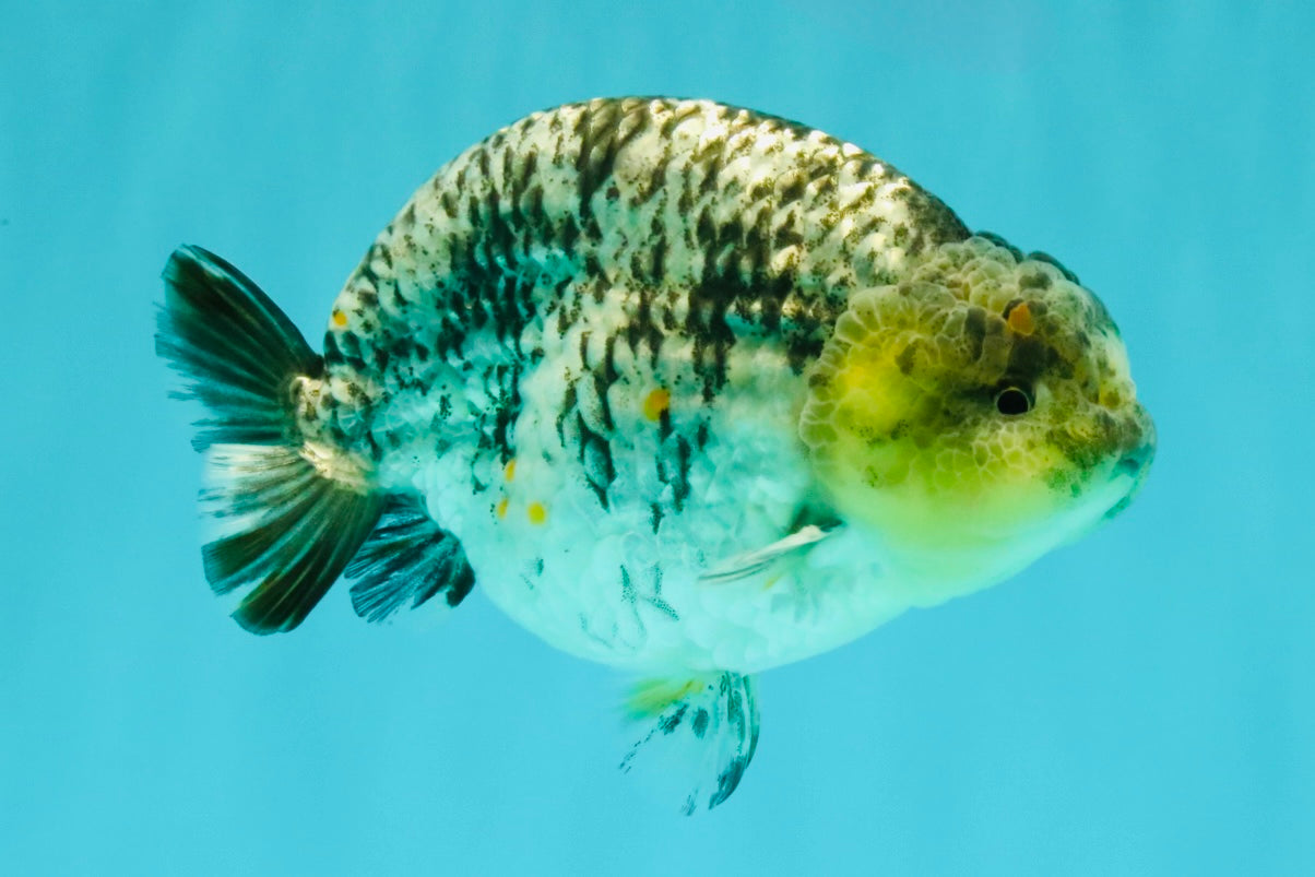 AAA Grade Special White Tiger Ranchu Male 4.5 inches #062626RC_07