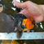 A Grade Apache Oranda Male 5.5-6 inches #081525OR_21