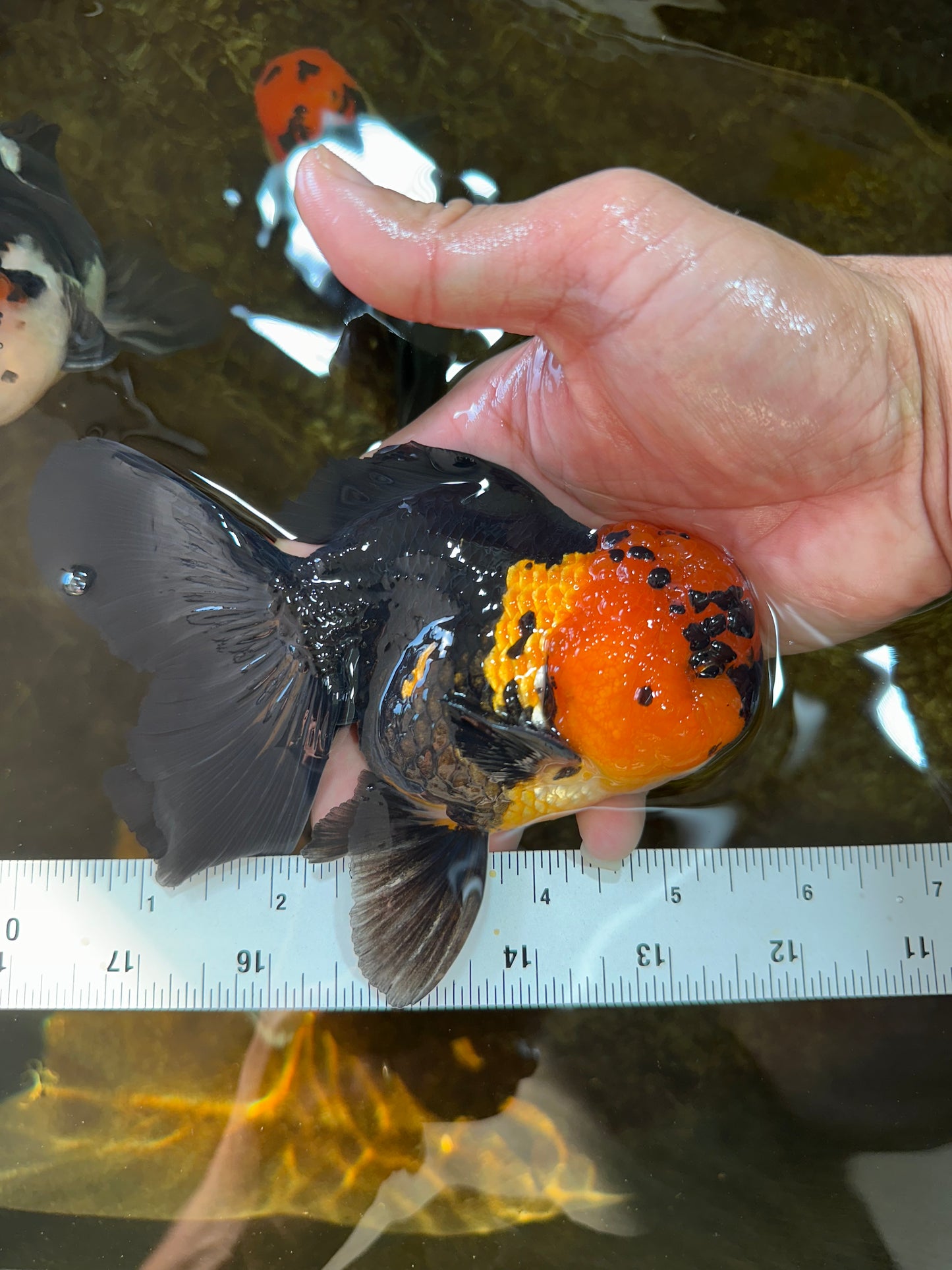 A Grade Apache Oranda Male 5.5-6 inches #081525OR_21