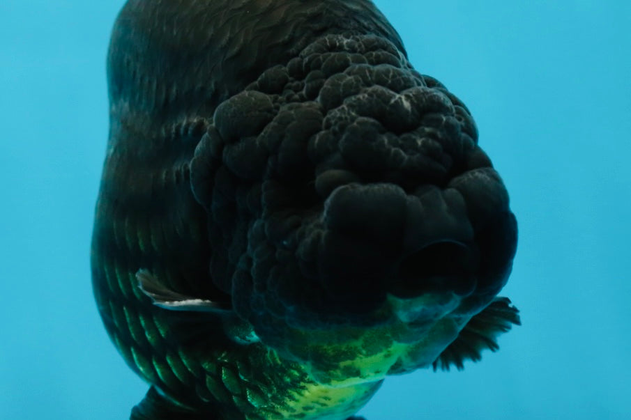 AAA Grade Strong Body Structure Godzilla Black Ranchu Male 5-5.5 inches #052325RC_15