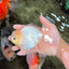A Grade White Oranda Male 5.5-6 inches #072426OR_21