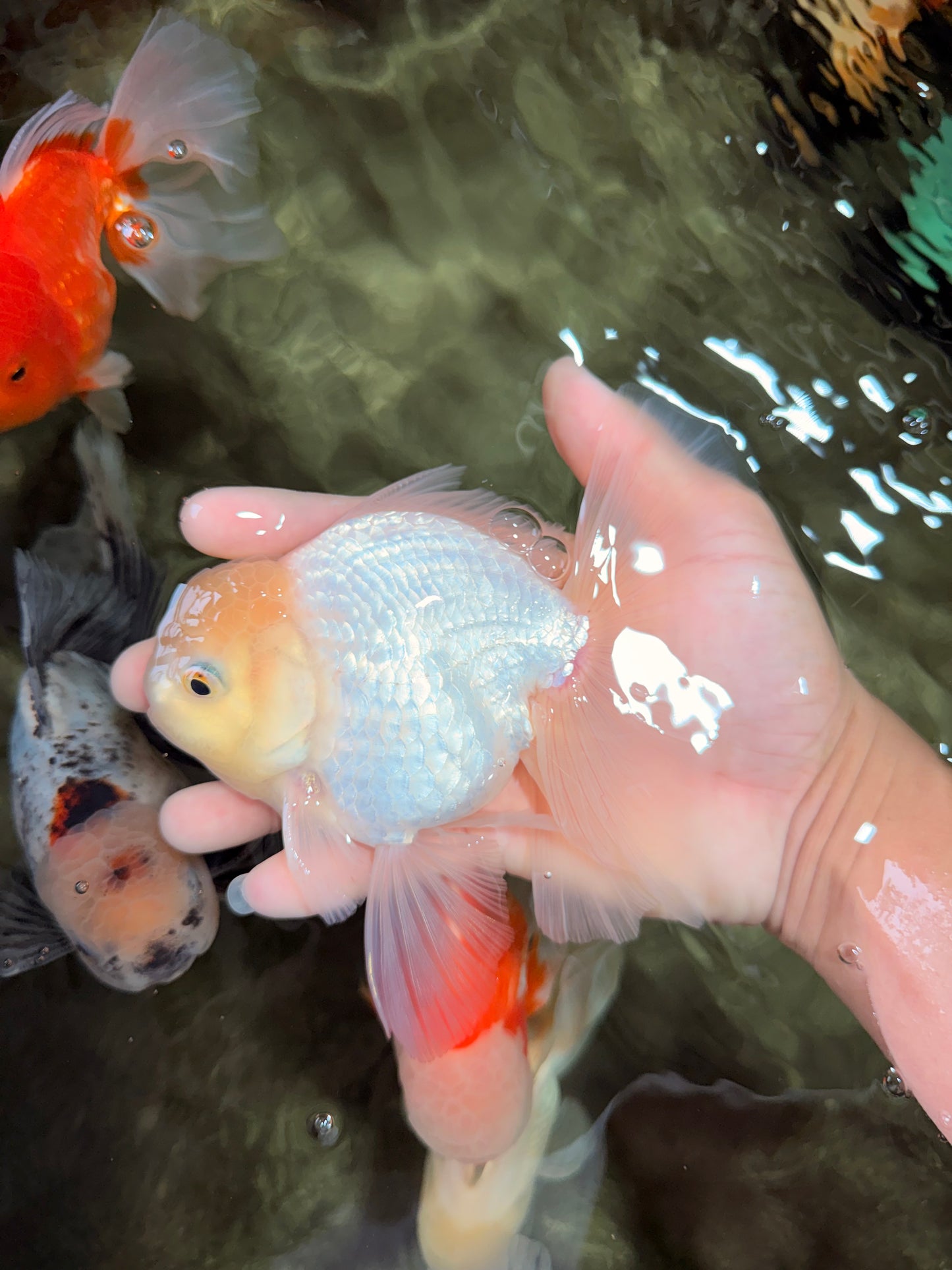 A Grade White Oranda Male 5.5-6 inches #072426OR_21