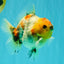 UNIQUE A Grade Marble Red Head Oranda Male 4.5-5 inches #090426OR_05