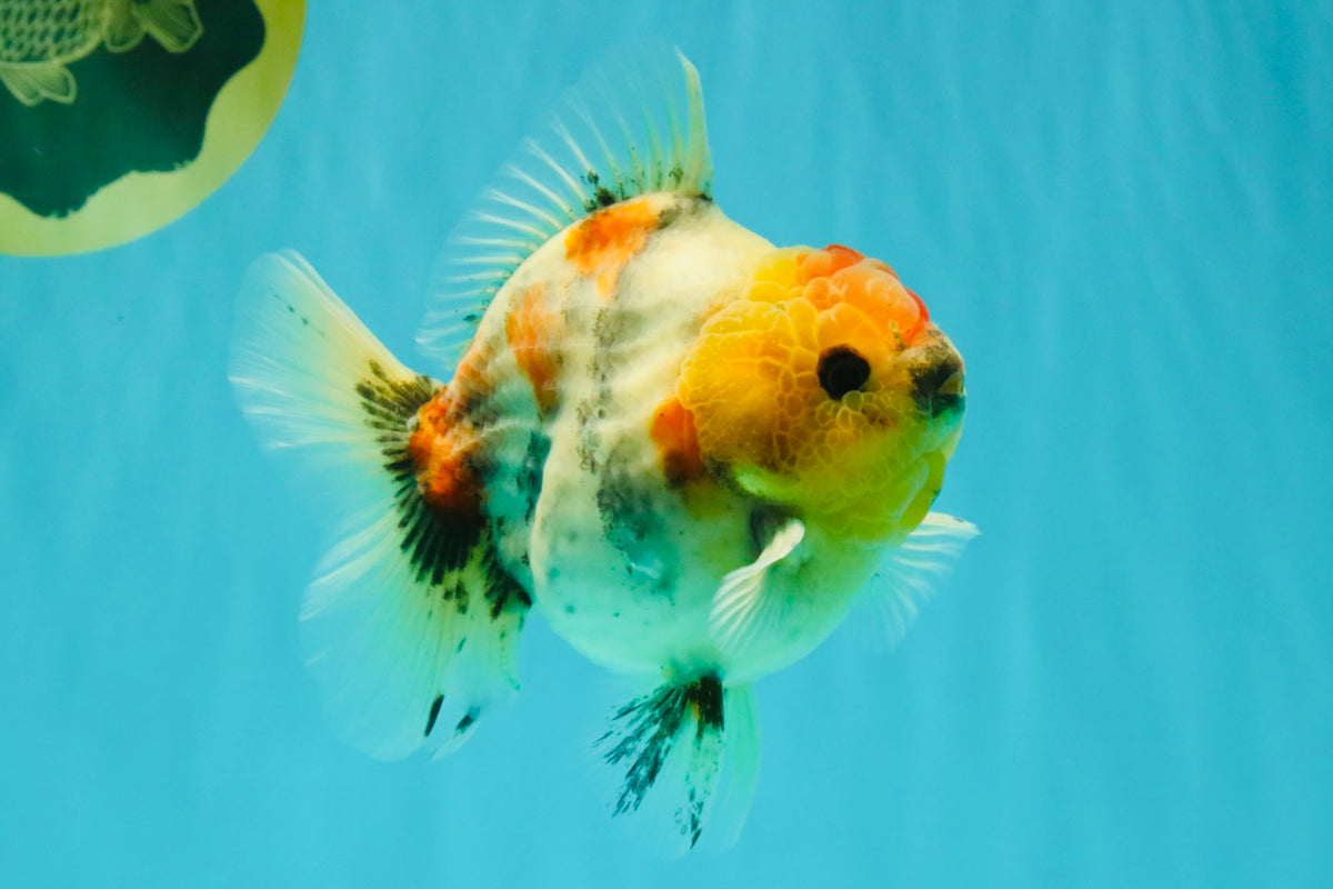 UNIQUE A Grade Marble Red Head Oranda Male 4.5-5 inches #090426OR_05