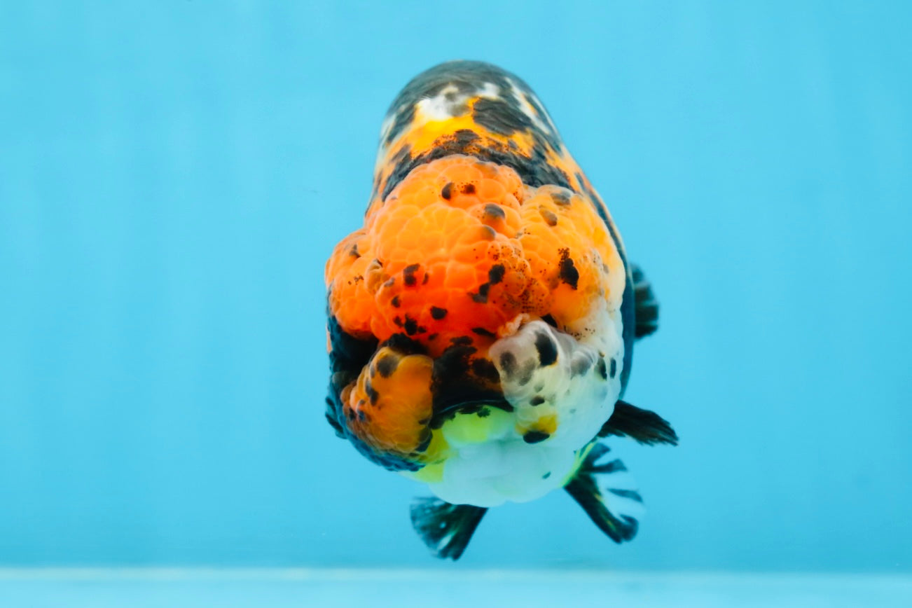 UNIQUE AAA Grade Chinese Red Head Ranchu Female 4.5-5 inches #101725RC_19