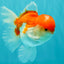 AAA Grade Peach Red White Oranda Male 5 inches #062626OR_30