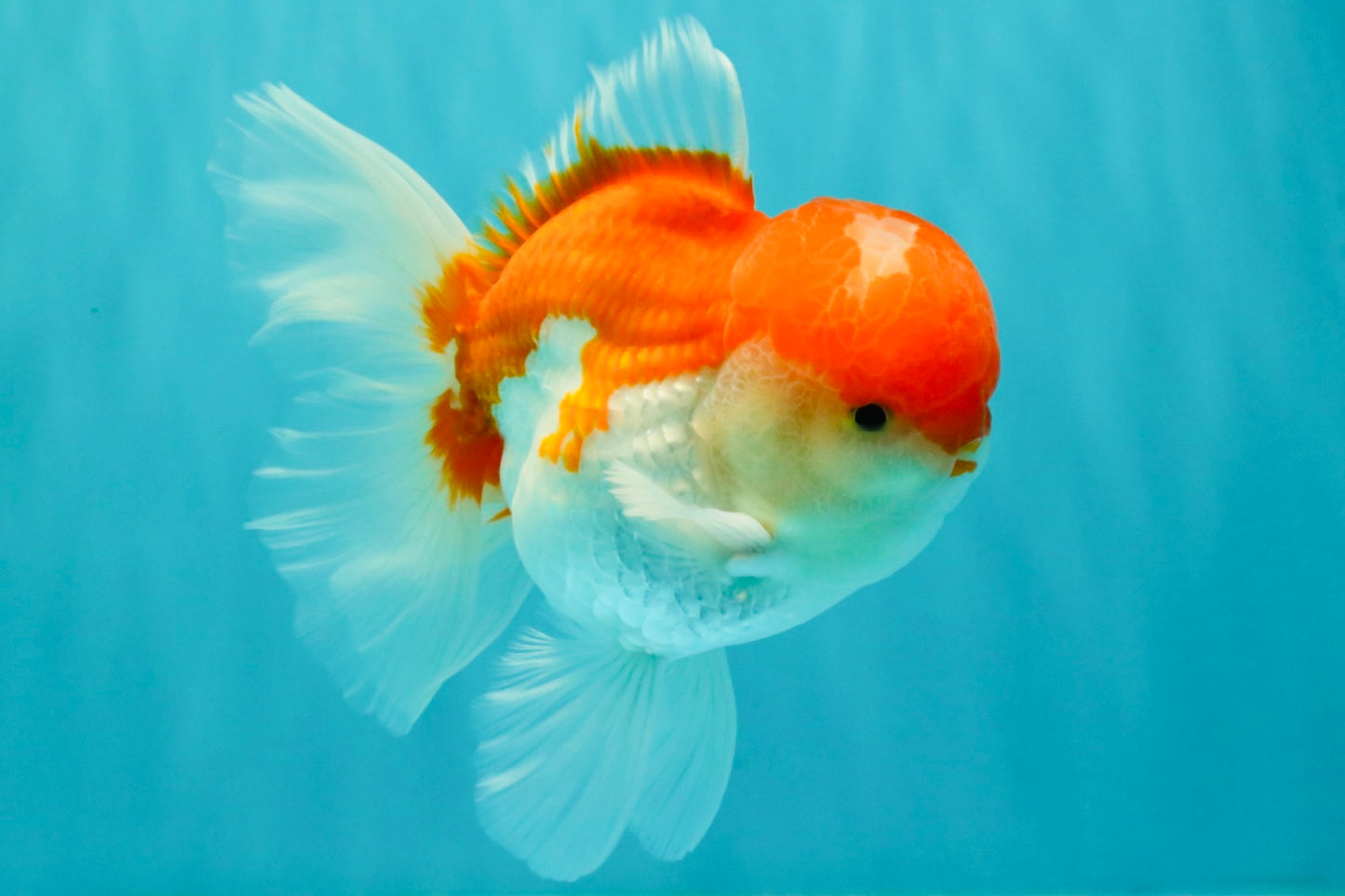 AAA Grade Peach Red White Oranda Male 5 inches #062626OR_30
