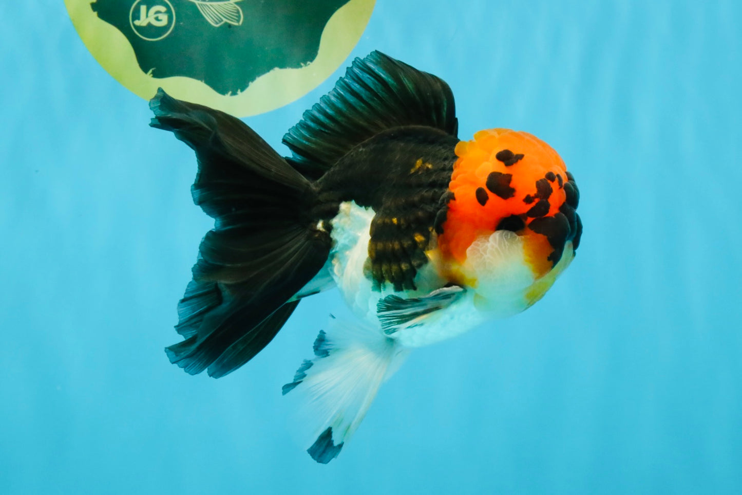 LAVA Tricolor Oranda Male 5 inches #040326OR_18