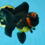 A Grade Apache Oranda Male 5 inches #081525OR_22