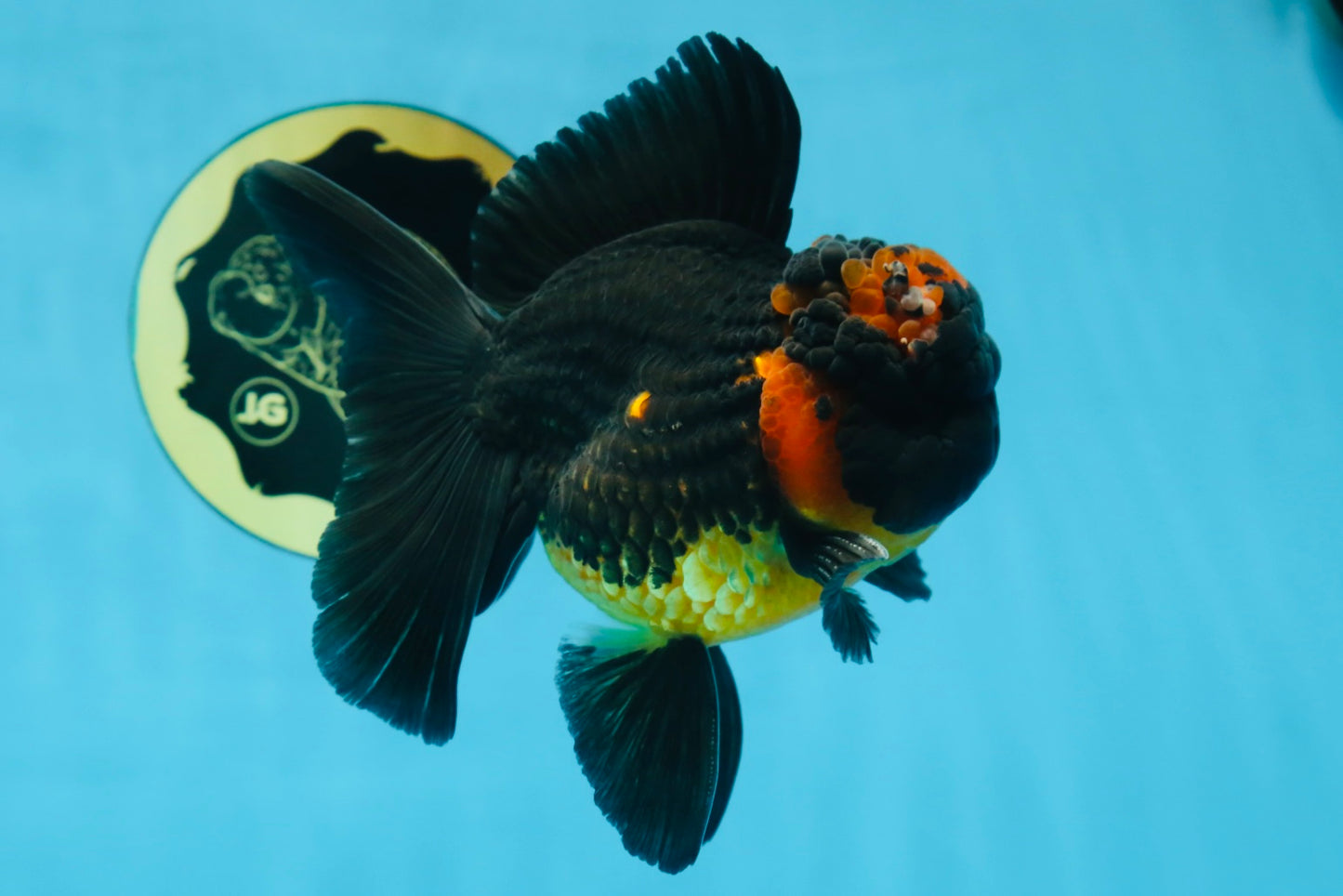 A Grade Apache Oranda Male 5 inches #081525OR_22