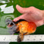 Mâle Apache Oranda de catégorie A 5 pouces #0906OR_32