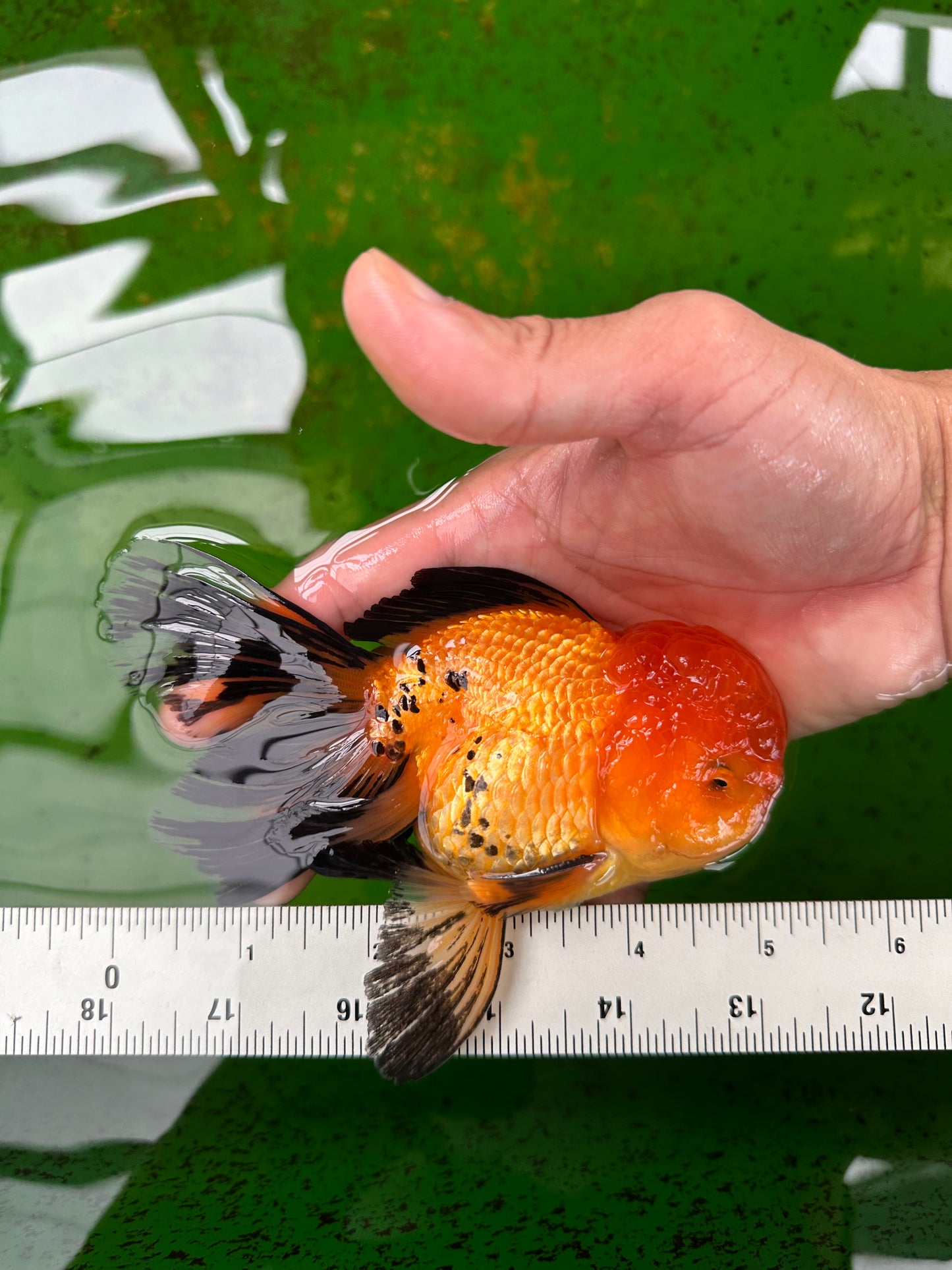 Macho Apache Oranda de grado A de 5 pulgadas n.° 0906OR_32