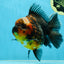AAA Grade Godzilla Kirin Oranda Male 5.5 inches #050925OR_50