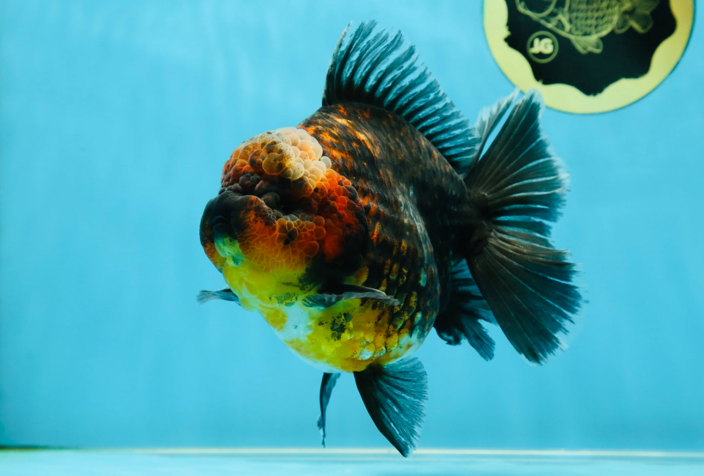 AAA Grade Godzilla Kirin Oranda Male 5.5 inches #050925OR_50