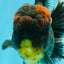 AAA Grade Godzilla Tiger Oranda Male 6.5 inches #022726OR_11