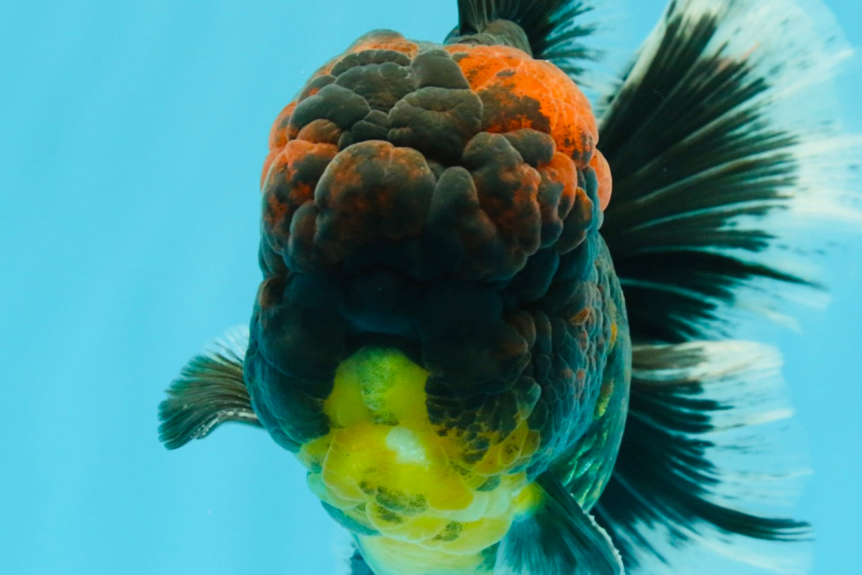 AAA Grade Godzilla Tiger Oranda Male 6.5 inches #022726OR_11