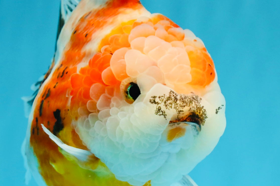 A Grade Sakura Yuanbao Female 5.5 inches #041026YB_24